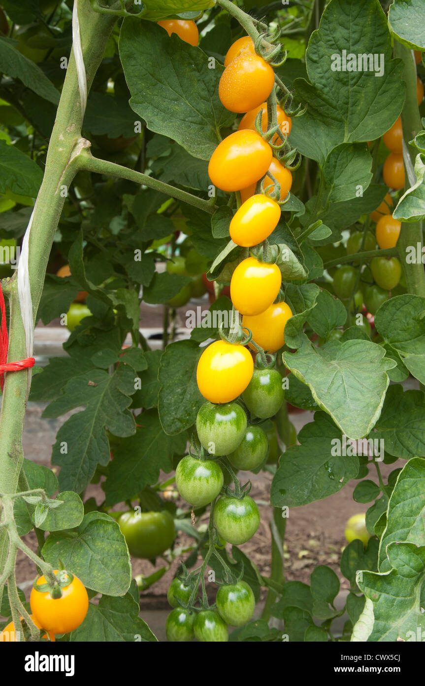 Yellow tomatoes in a greenhouse ready for harvesting Stock Photo - Alamy