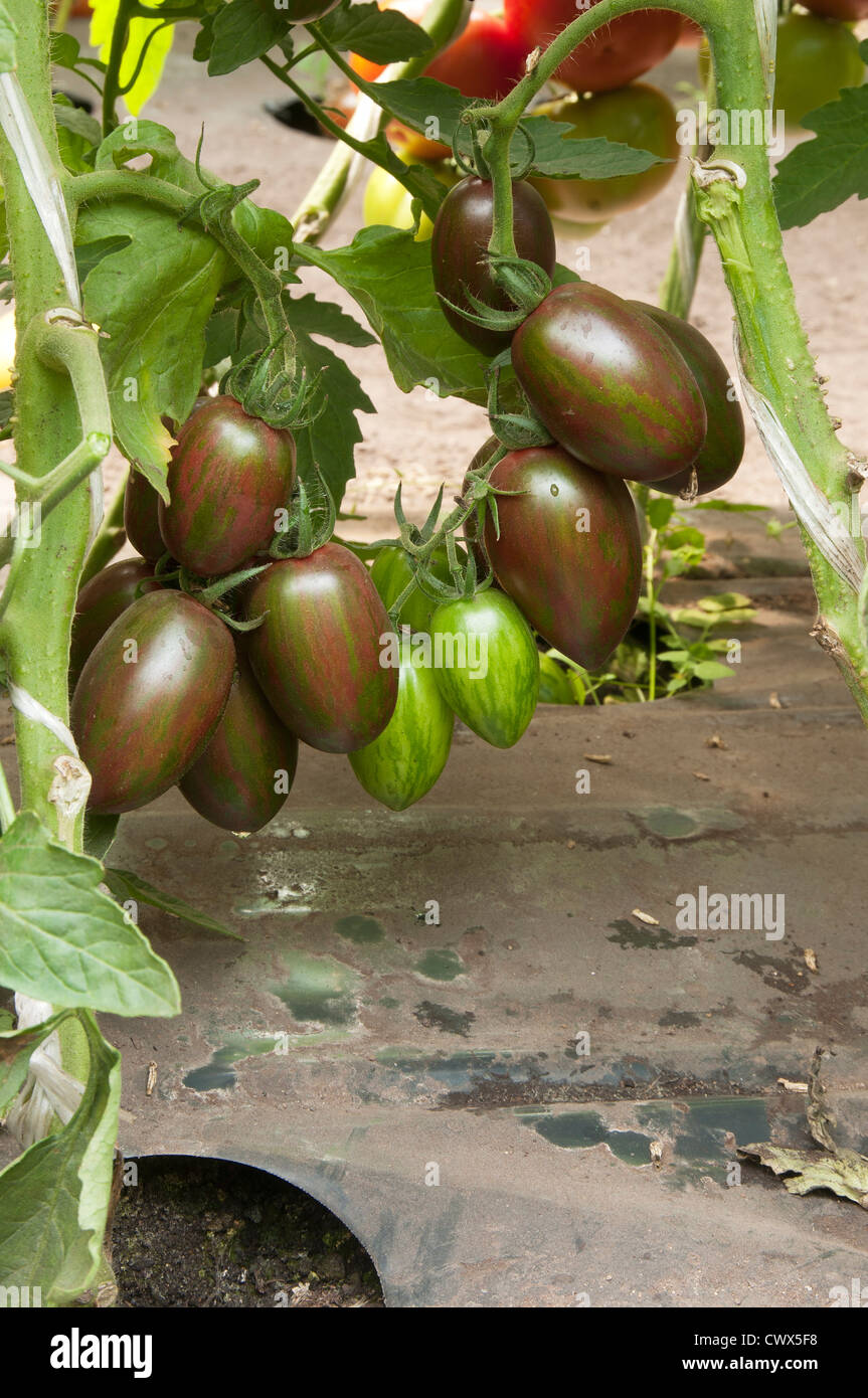 Red tomatoes in a greenhouse ready for harvesting Stock Photo - Alamy