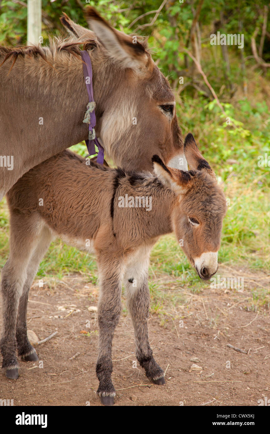 Donkey mother and foal Stock Photo