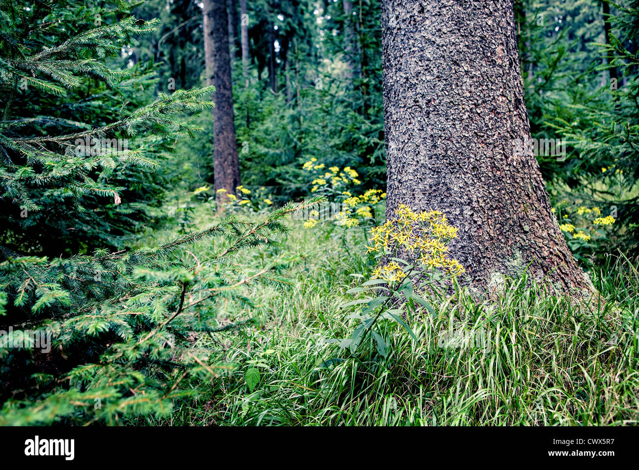 Evergreen forest near Masserberg, Schiefergebirge, Thuringia, Germany Stock Photo