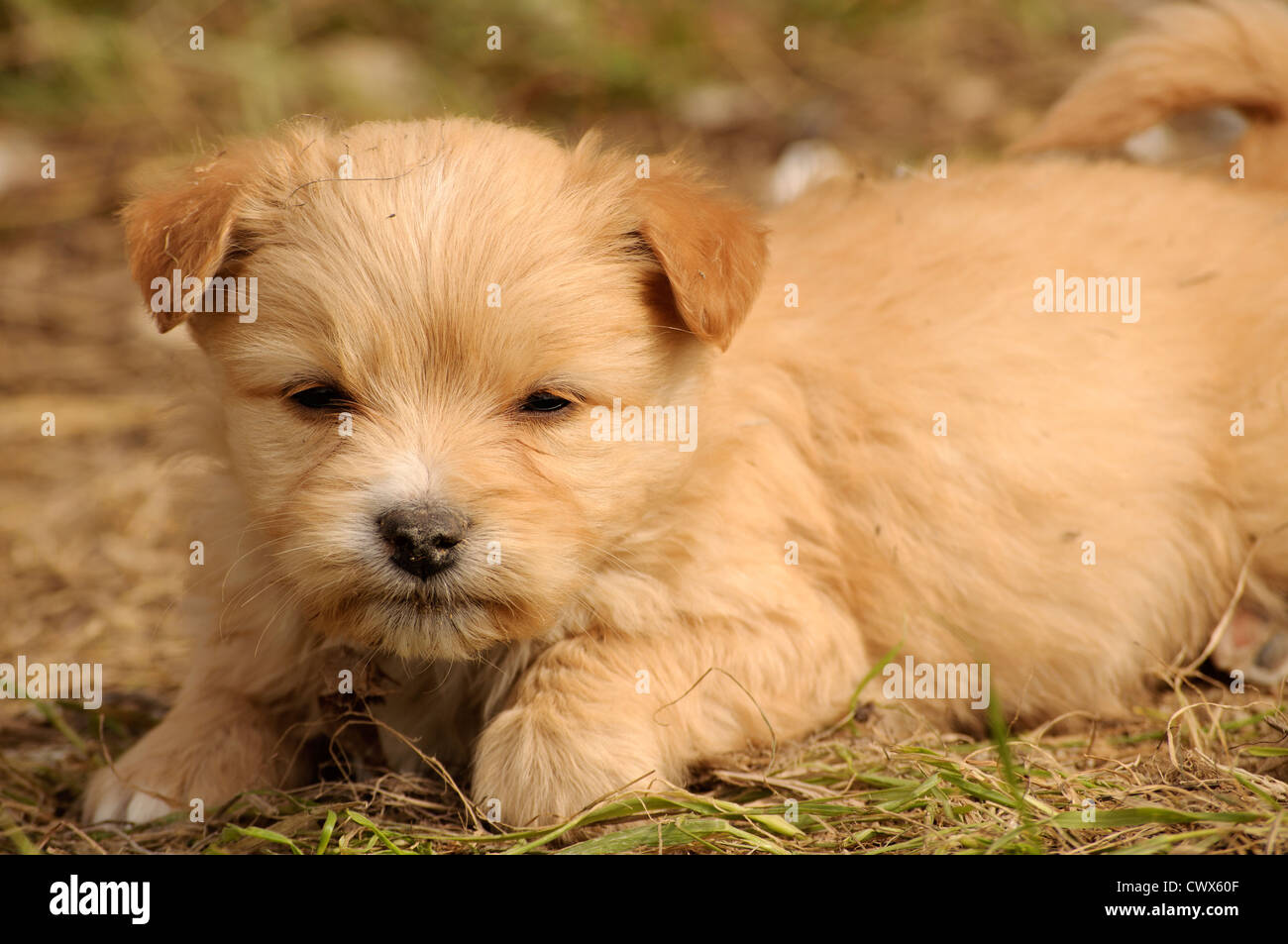 Puppy Stock Photo