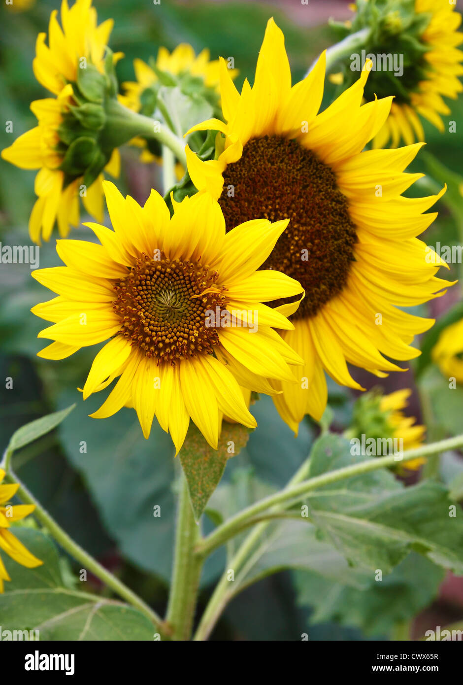 sunflowers in the field Stock Photo - Alamy