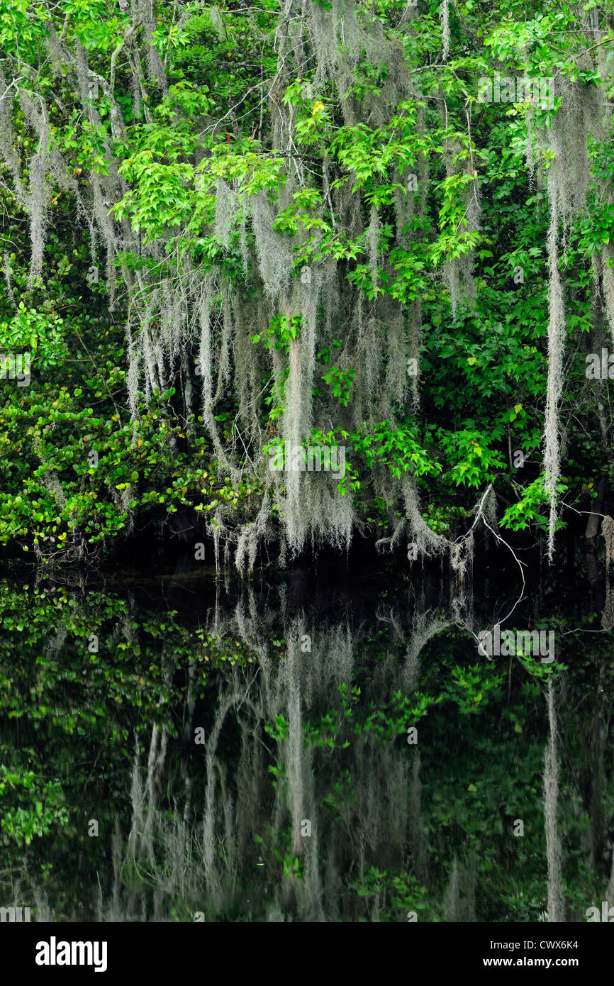 Spanish moss and trees reflected in the Turner River, Big Cypress