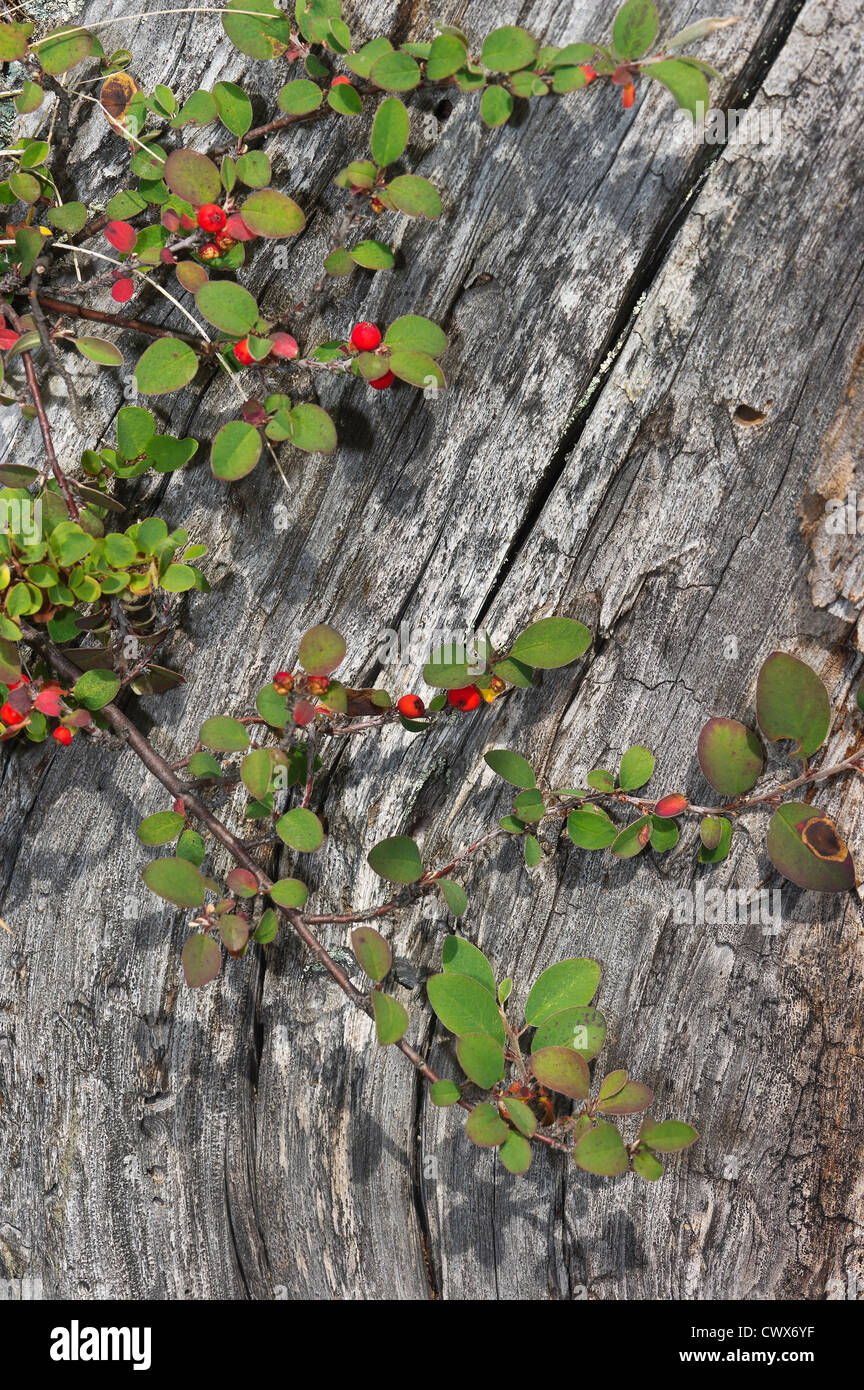red berries (Cotoneaster frigidus) on a stump Stock Photo