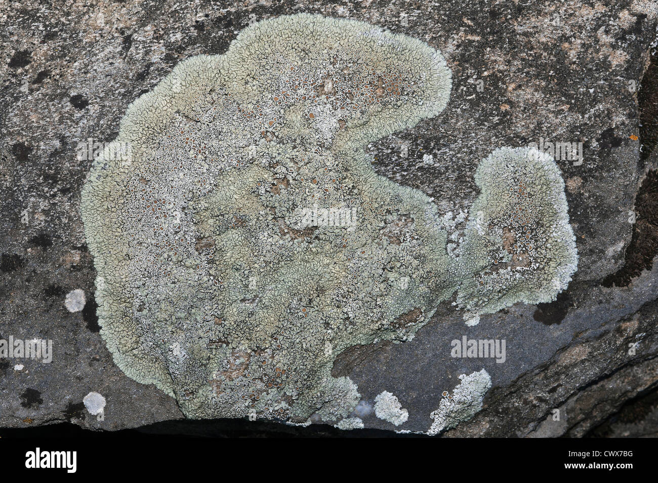 lichens on a rock Stock Photo