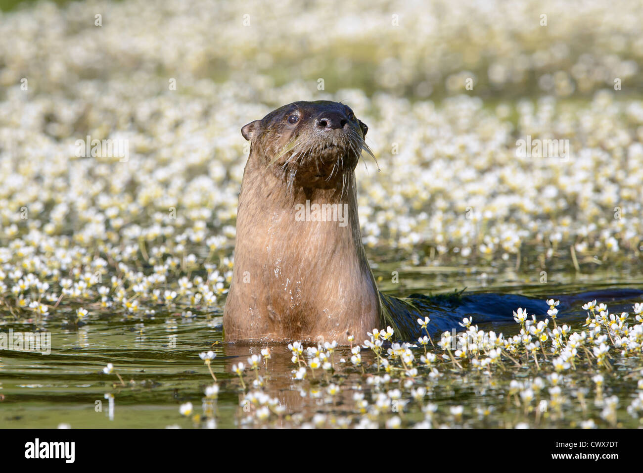 Northern River Otter in a bed of lake flowers, Northern Rockies Stock Photo