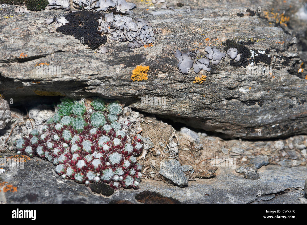 house leeks (Sempervivum arachnoideum) and lichens Stock Photo