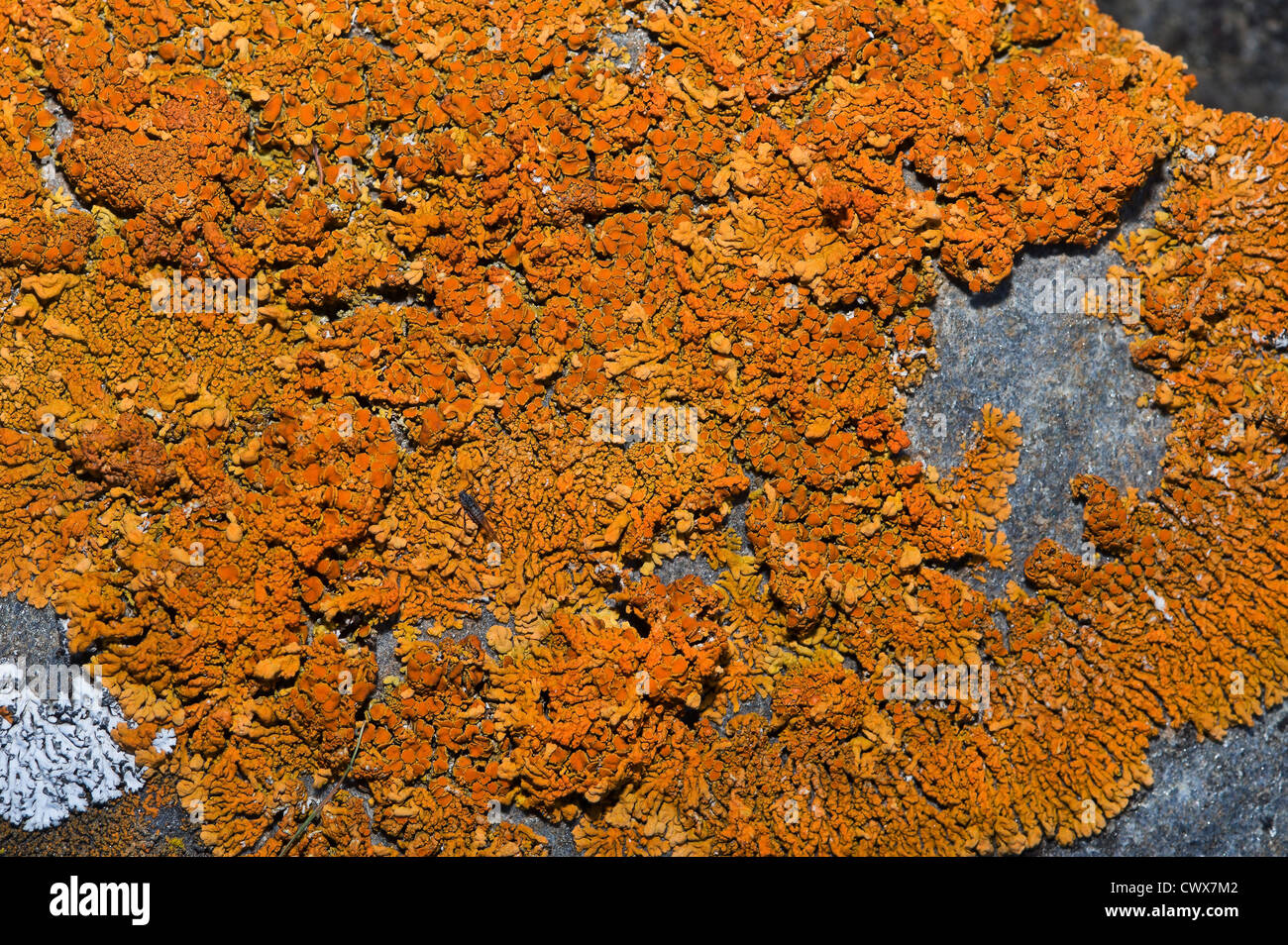 lichens on a rock Stock Photo