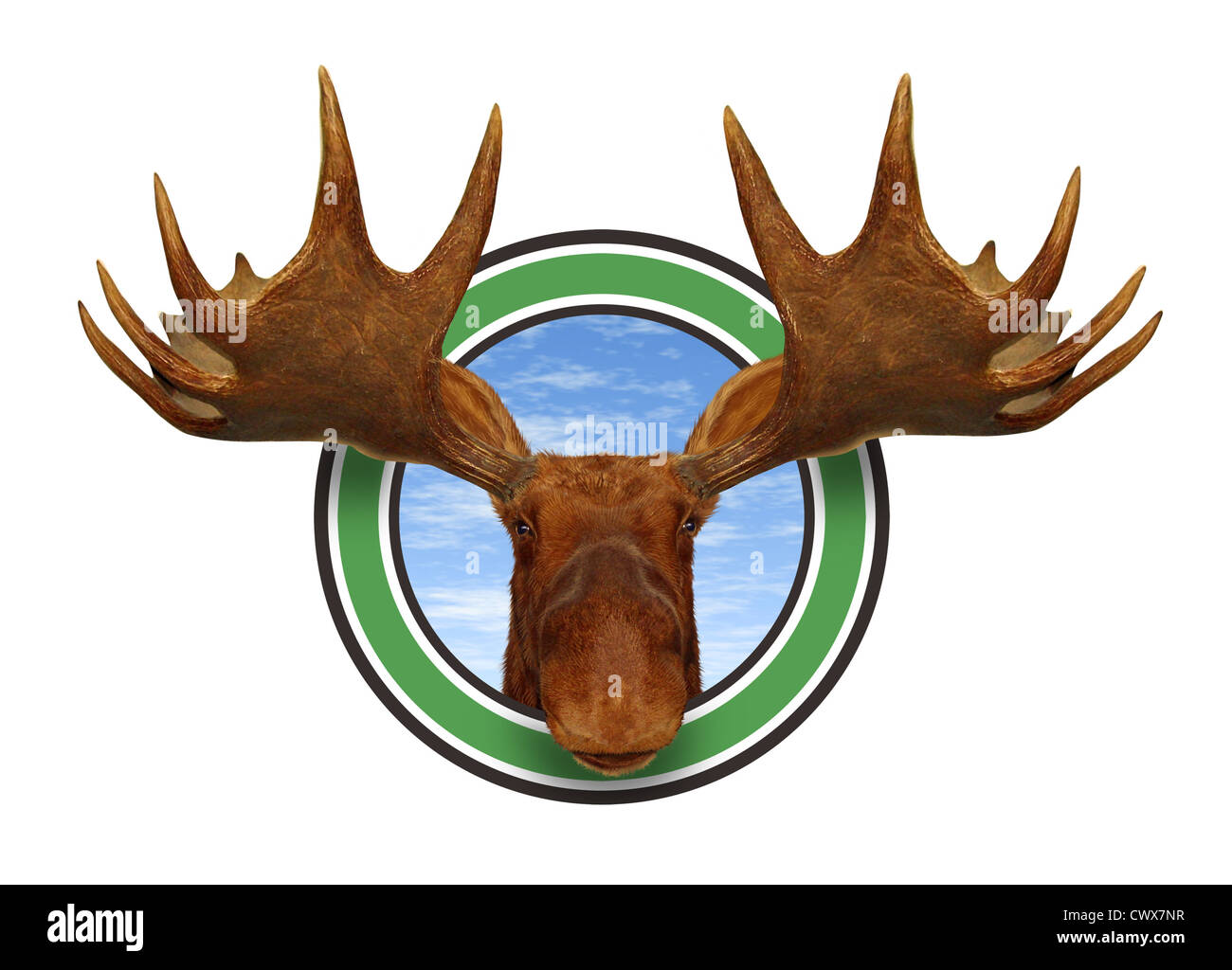 Moose head front view of antlers forest icon isolated on white background representing northern fauna from the wildlife of the Canadian and American north mountains for responsible hunting and natural preservation. Stock Photo