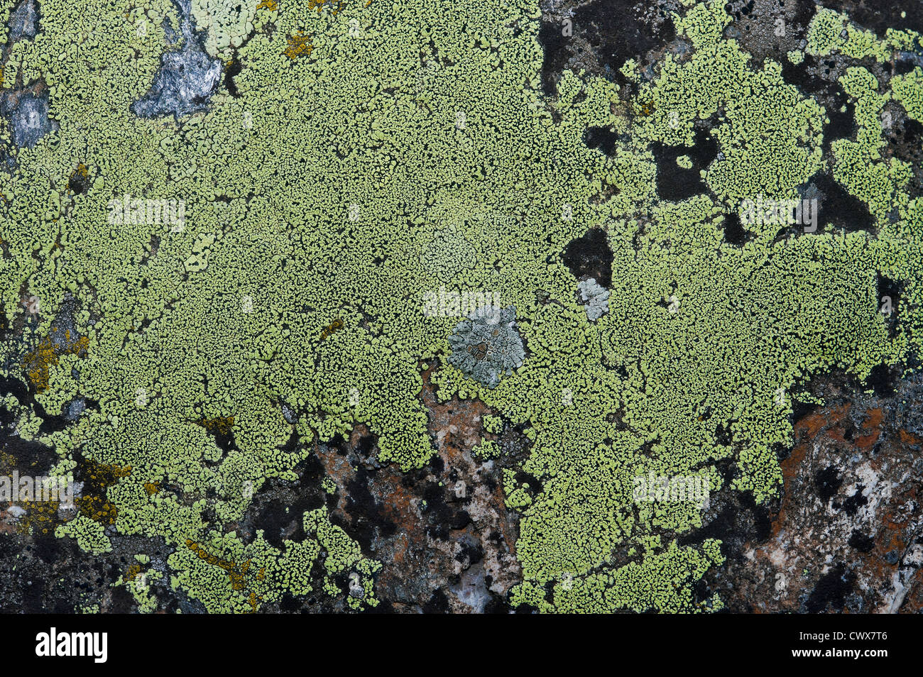lichens Stock Photo