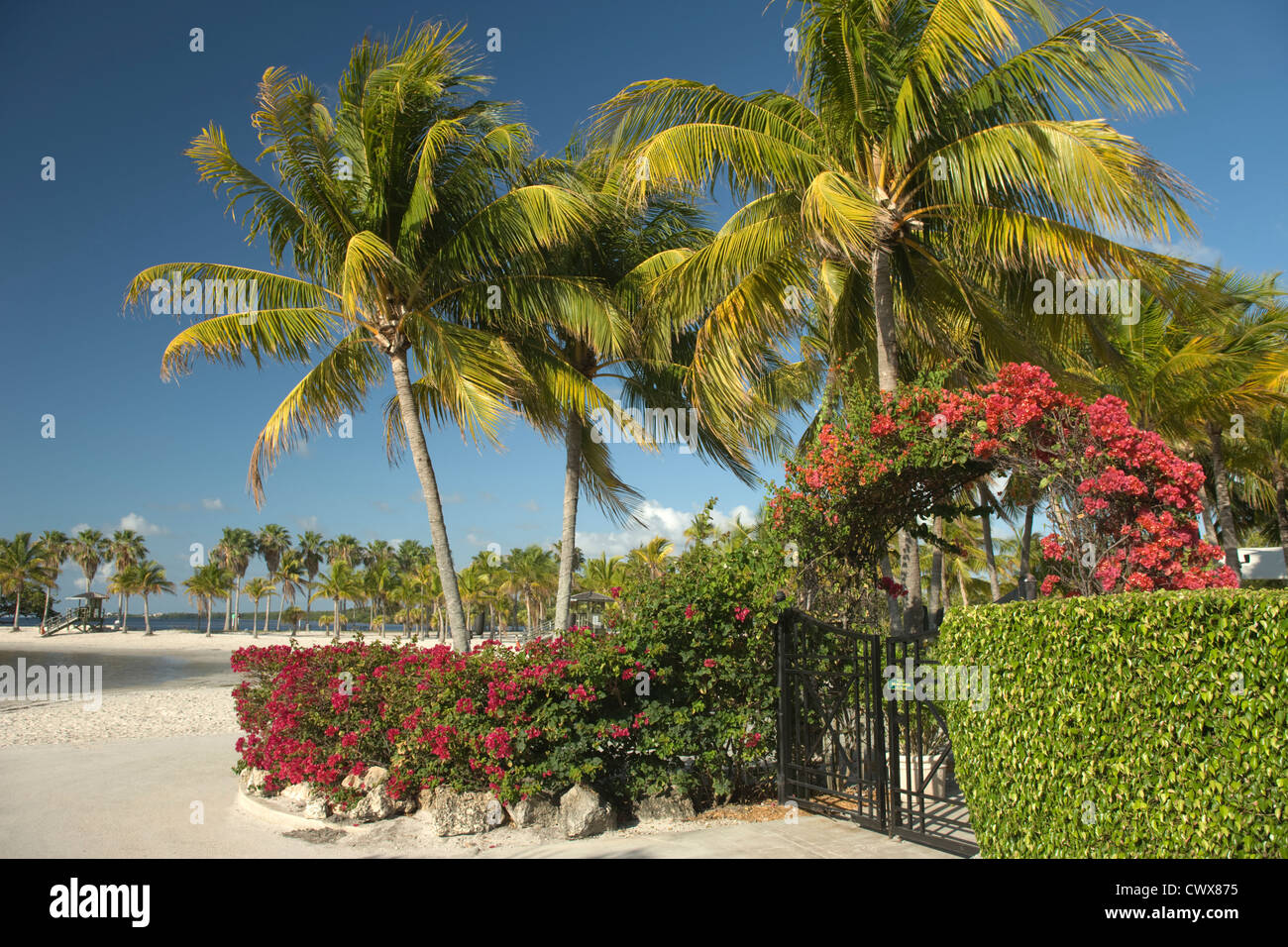 SAND BEACH MATHESON HAMMOCK COUNTY PARK MIAMI FLORIDA USA Stock Photo