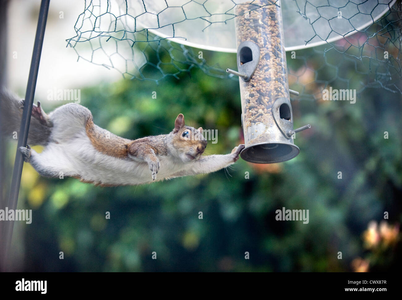 Urban grey squirrel stealing birdseed. Stock Photo