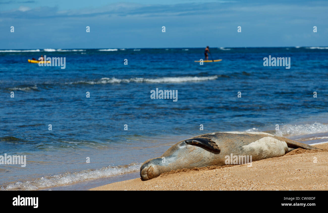 Hawaiian monk seal on beach in Haena, Kauai near Tunnels Beach, with a kayaker and stand up paddleboard in background Stock Photo