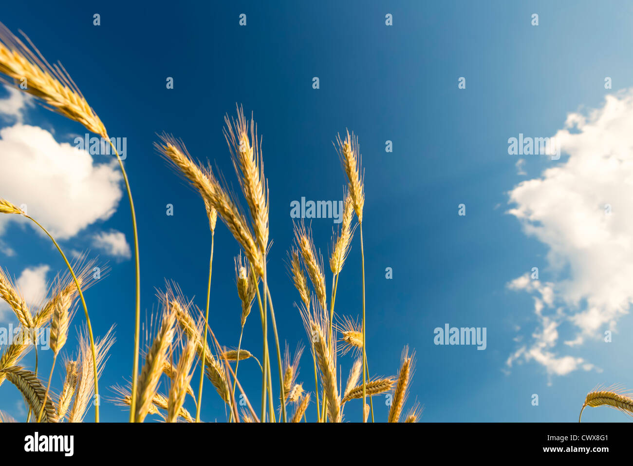 rye before blue sky with clouds, worm's-eye view Stock Photo