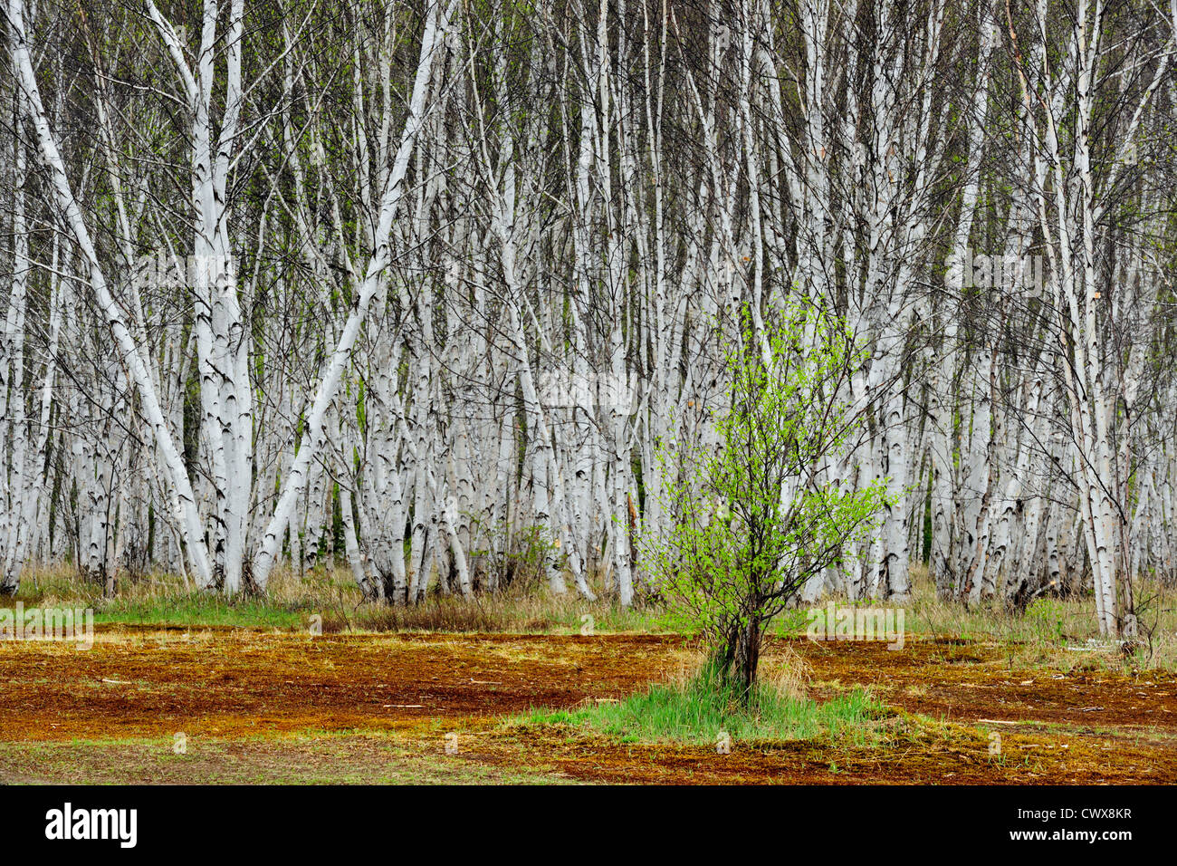 Birch sapling hi-res stock photography and images - Alamy