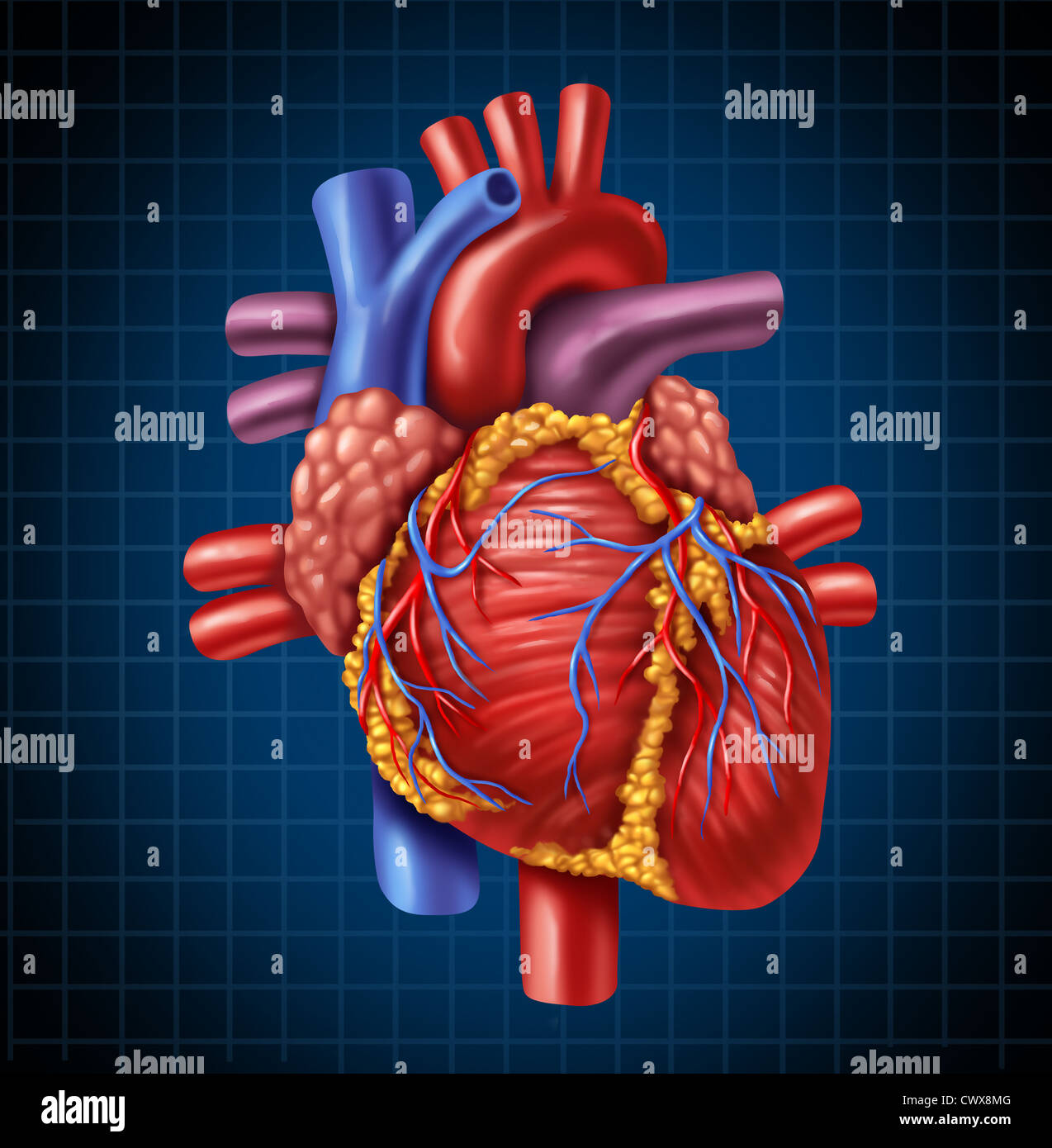 Human heart anatomy from a healthy body on a blue and black graph background as a medical health care symbol of an inner cardiovascular organ. Stock Photo