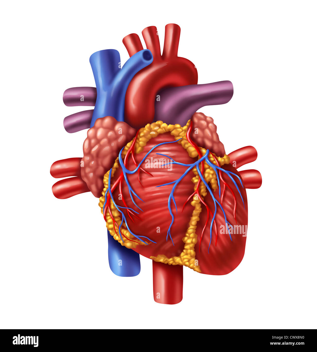 Human heart anatomy from a healthy body isolated on white background as a medical health care symbol of an inner cardiovascular Stock Photo