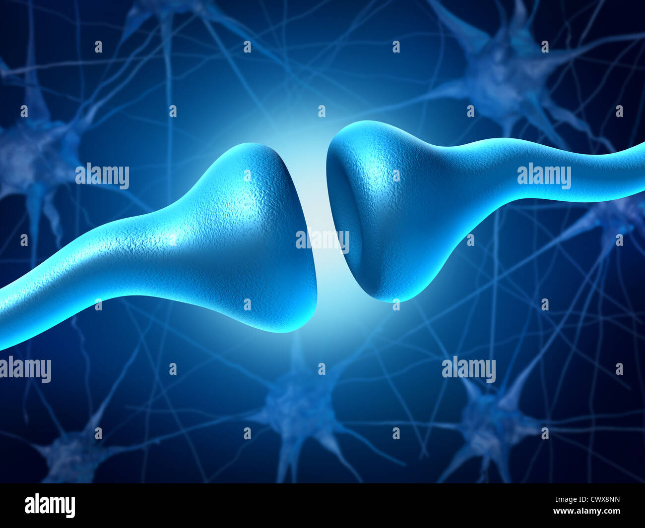 Synapse and Neurons sending electrical signals and chemical signaling to human receptor cells as a neurotransmission for the brain and nervous system in the function of anatomy of the body. Stock Photo