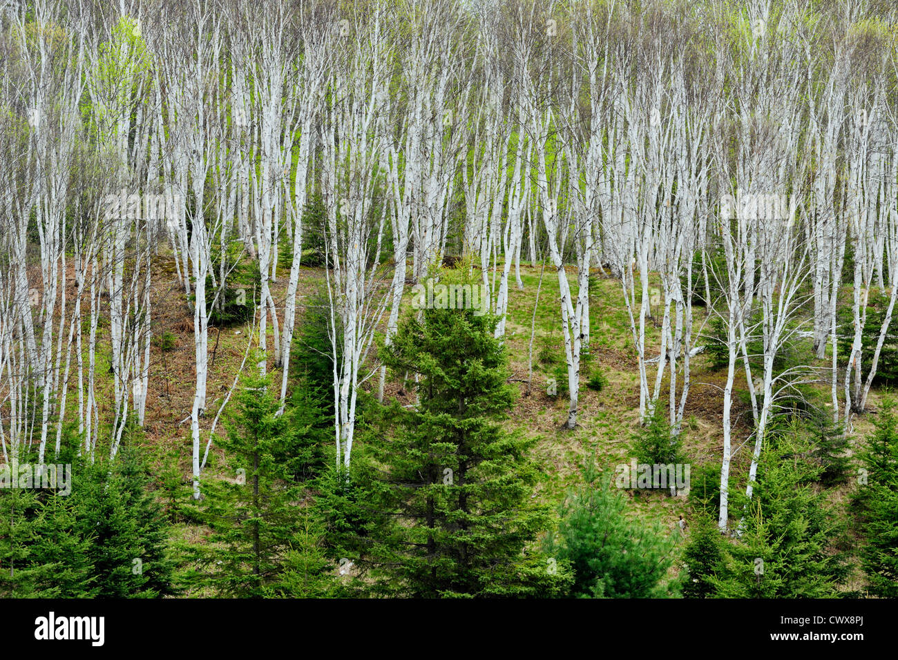 Hillside of birch trees in early spring, Greater Sudbury, Ontario
