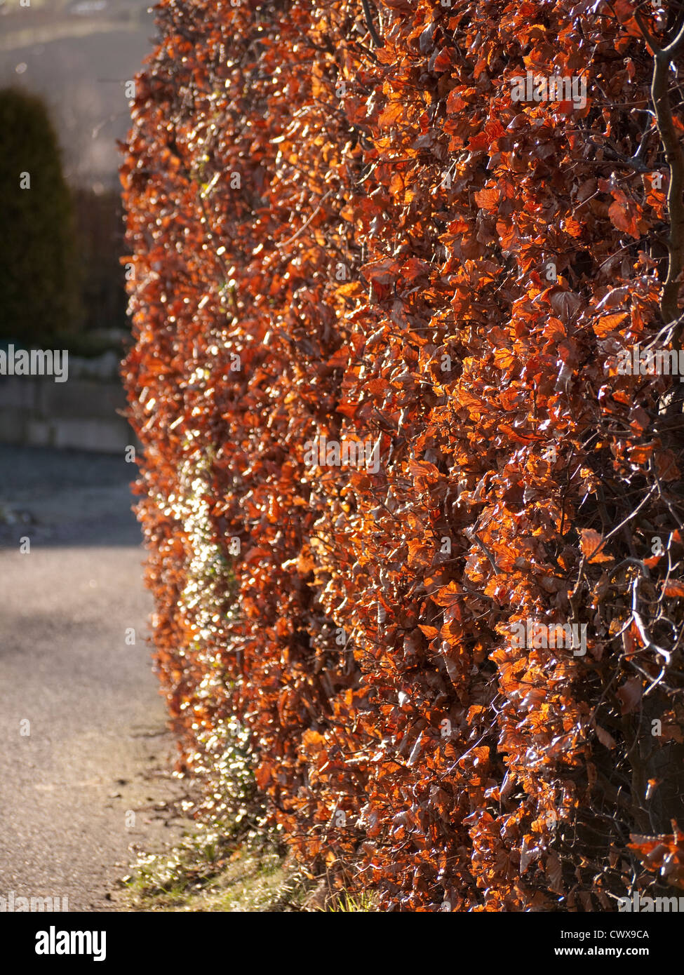 Beech Hedge Stock Photos & Beech Hedge Stock Images - Alamy