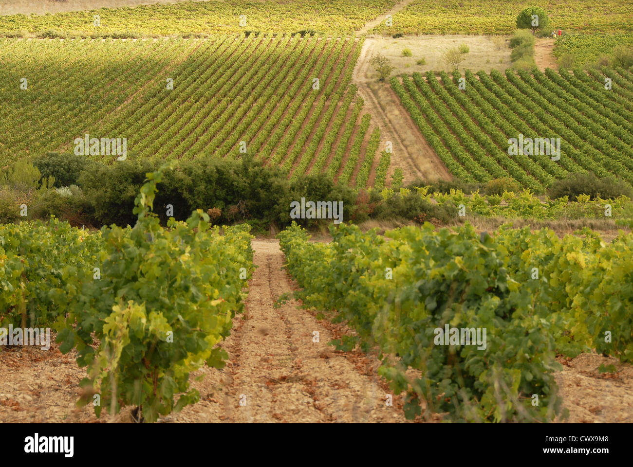 Diverse landscape of Languedoc vineyards