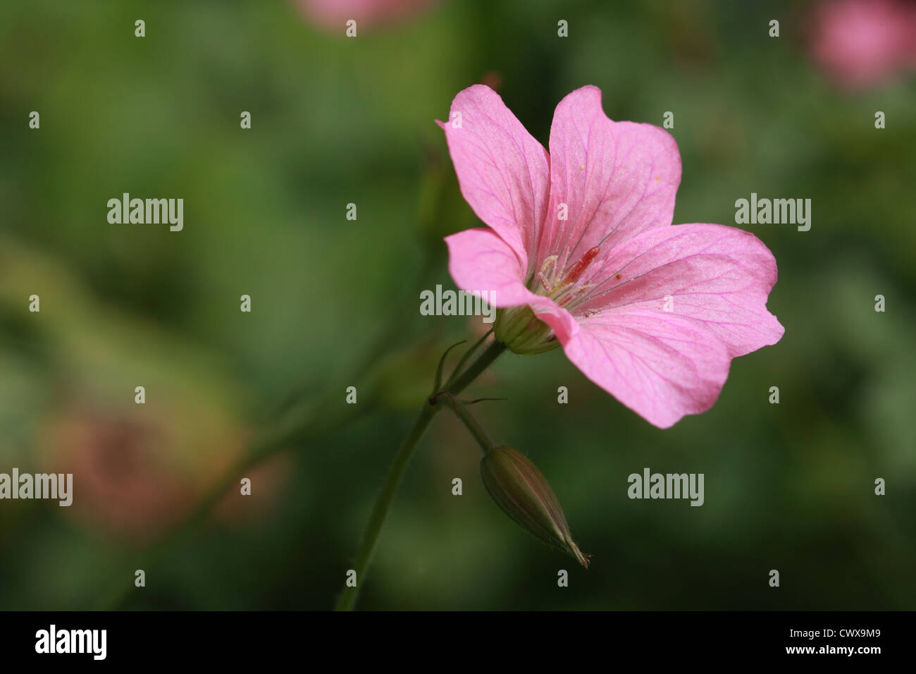 Hardy Geranium 'Wargrave Pink' (Geranium oxonianum) Stock Photo