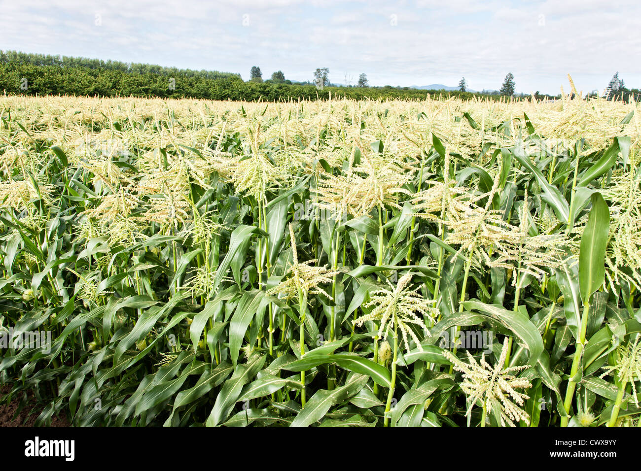 Corn pollen hires stock photography and images Alamy