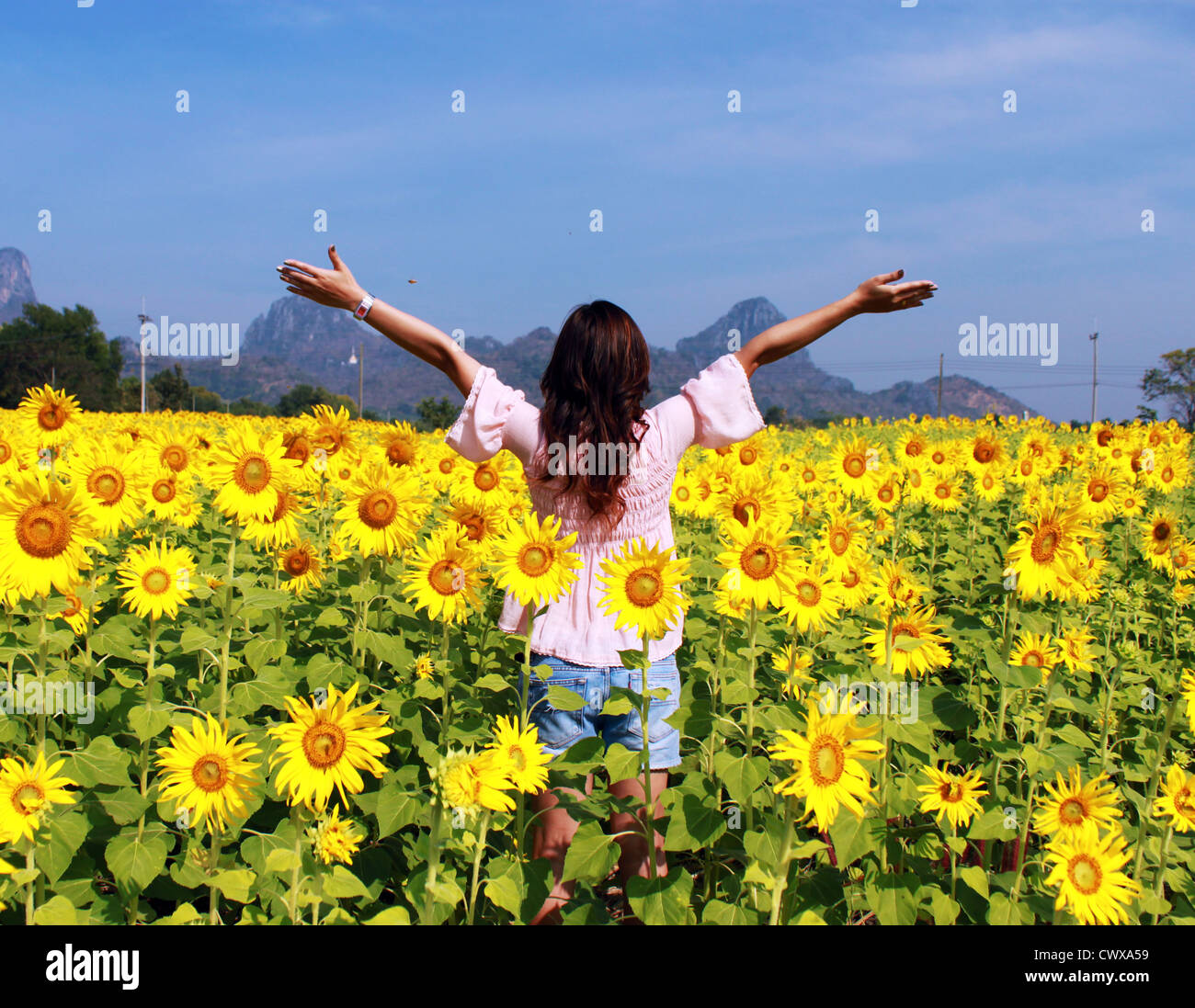Women in the field of sunflowers Stock Photo - Alamy