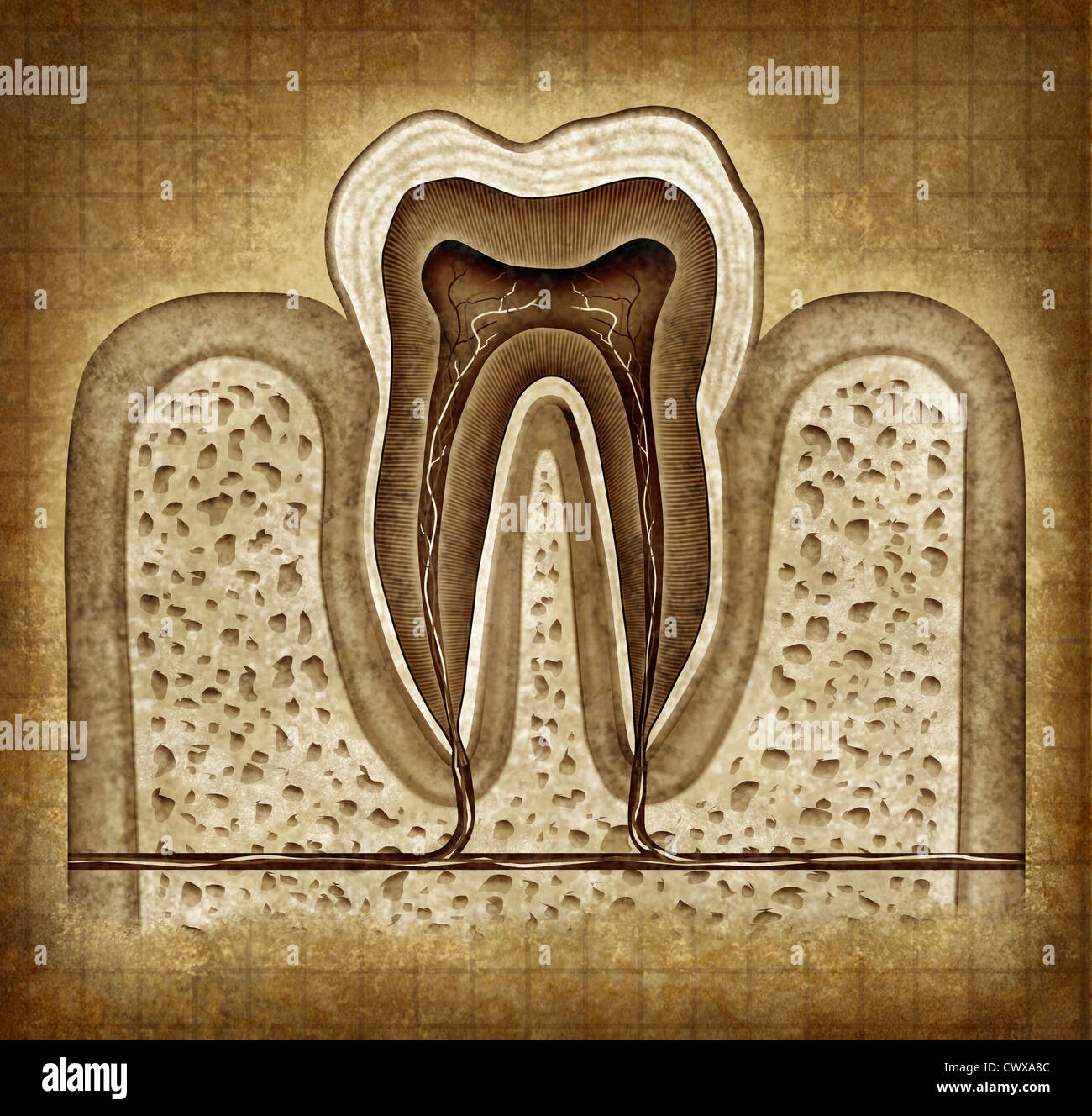 Tooth inner anatomy old grunge parchment diagram as a dentist surgeon teeth symbol for dental clinic and oral specialist representing dentistry medicine and mouth surgery for a cavity decay illness on a frontal view white single molar tooth. Stock Photo
