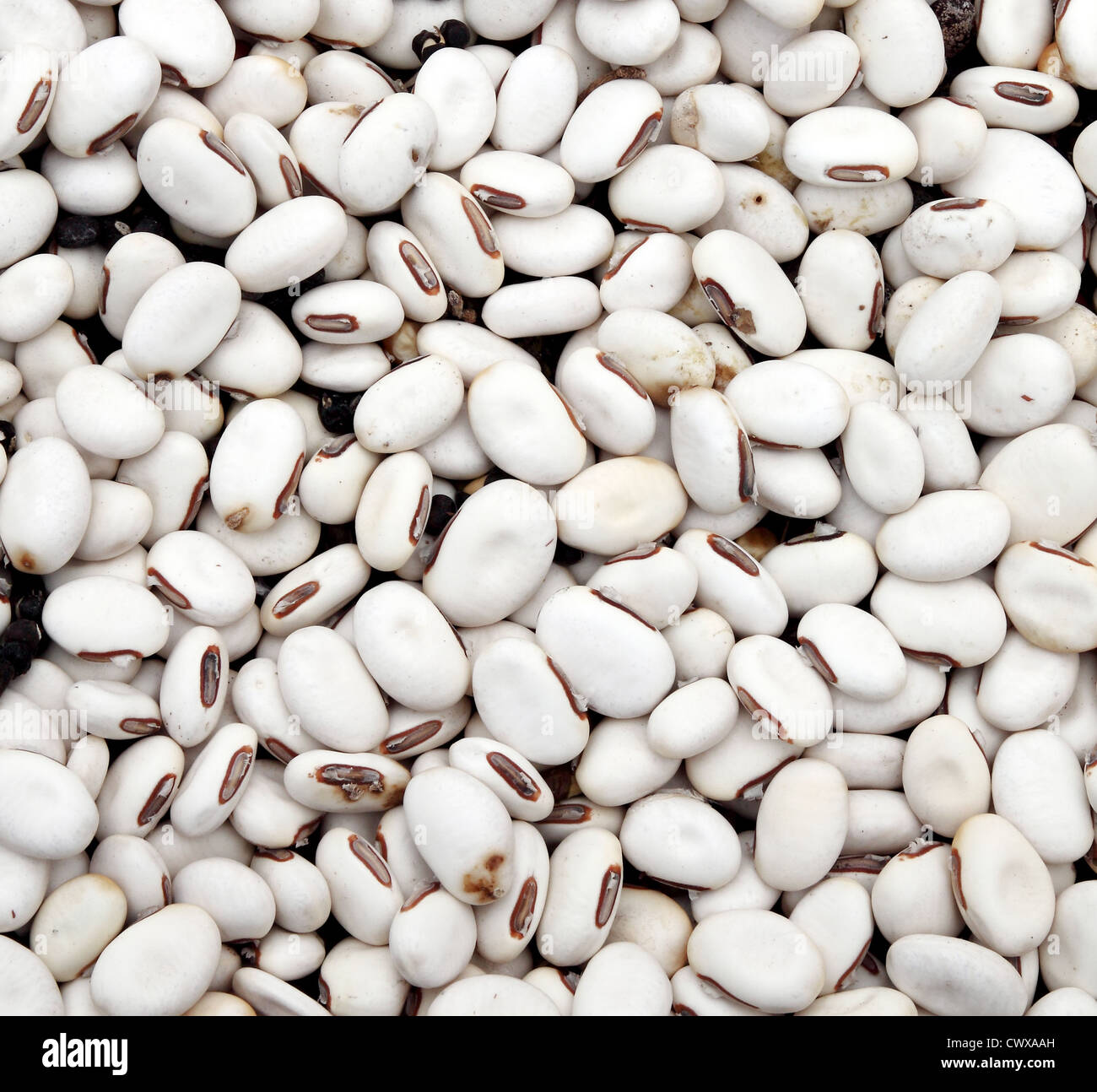 White Kidney Bean