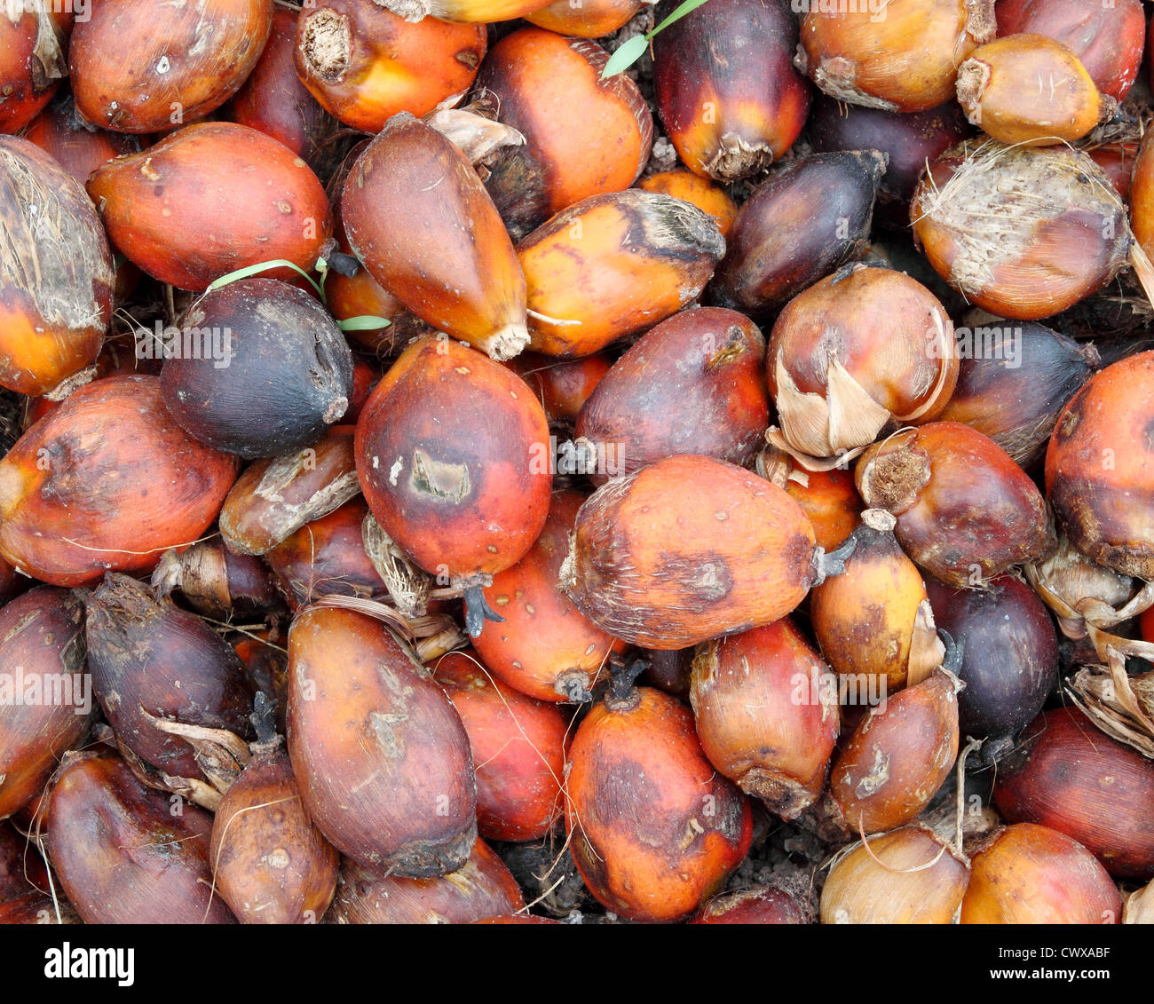 Palm kernels from a palm tree Stock Photo