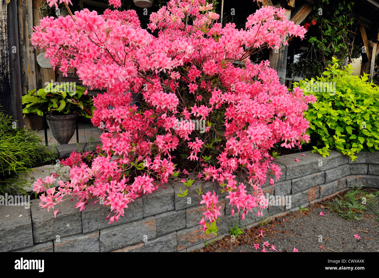 Northern Lights azalea in bloom, Greater Sudbury, Ontario, Canada Stock Photo