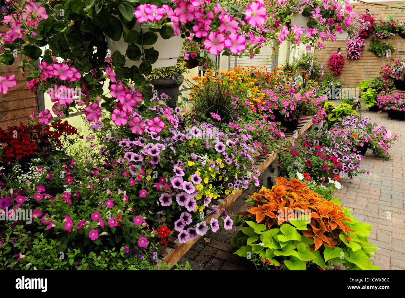Flower displays in Southview Gardens Greenhouse, Greater Sudbury, Ontario, Canada Stock Photo
