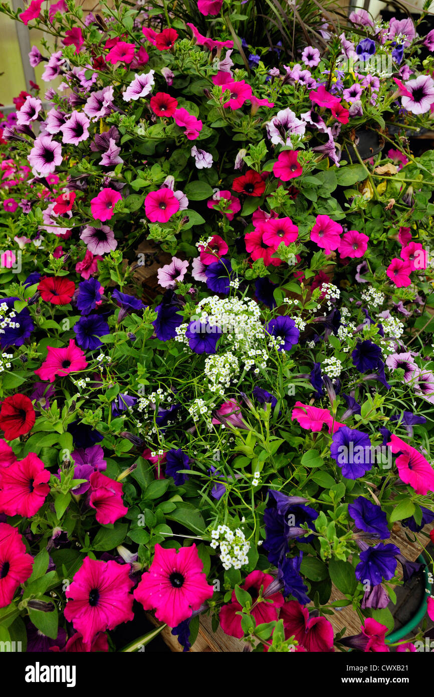 Flower displays in Southview Gardens Greenhouse, Greater Sudbury, Ontario, Canada Stock Photo