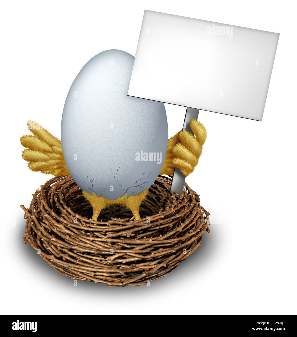 Egg In a Nest holding a white Blank Sign with humorous baby bird wings and legs cracking the white shell showing a early bird anouncement with editable communication message from a twig nest. Stock Photo