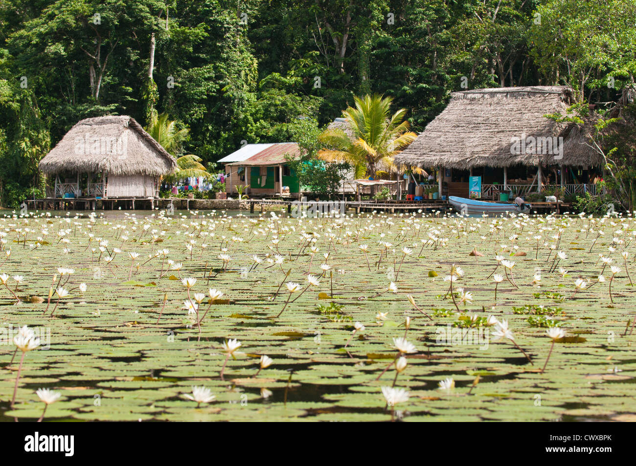 Water lilies lily pads surround an indigenous mayan people wooden dwelling on Lake Izabal, Lago de Izabal, Guatemala. Stock Photo