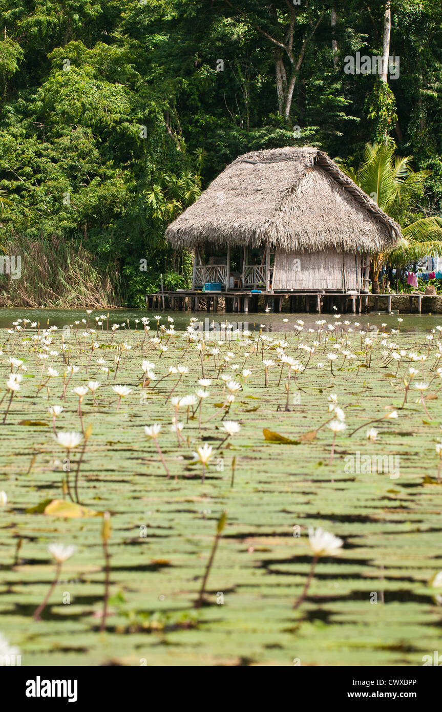 Water lilies lily pads flowers surround an indigenous mayan people wooden dwelling on Lake Izabal, Lago de Izabal, Guatemala. Stock Photo