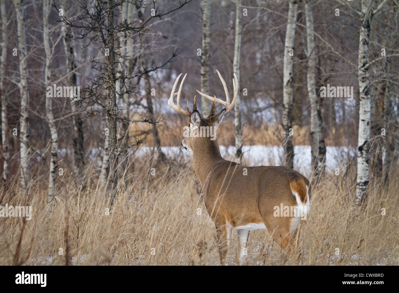 10-point white-tailed buck in winter Stock Photo