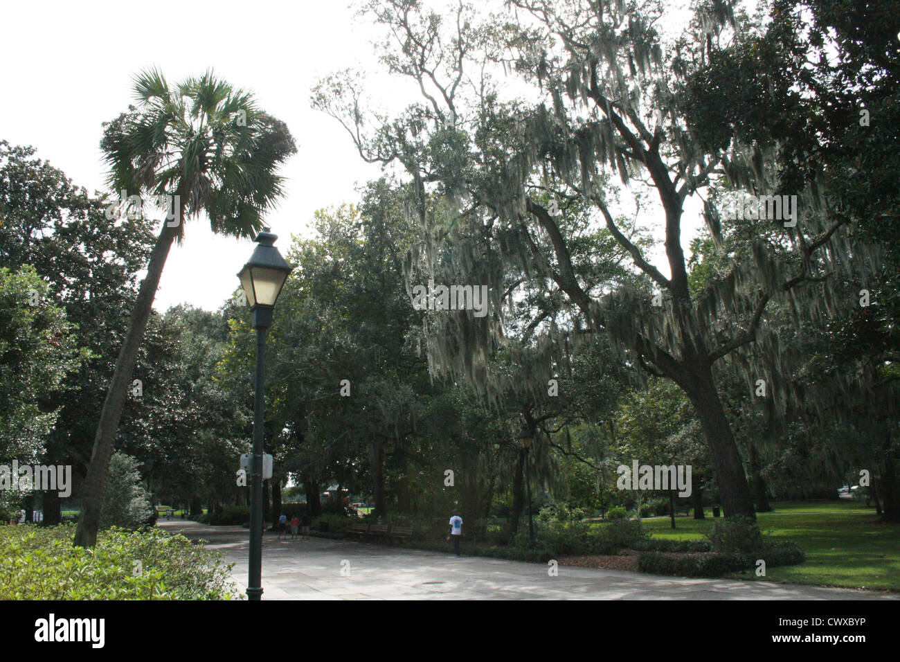 oak tree with moss savannah and palm trees Stock Photo Alamy