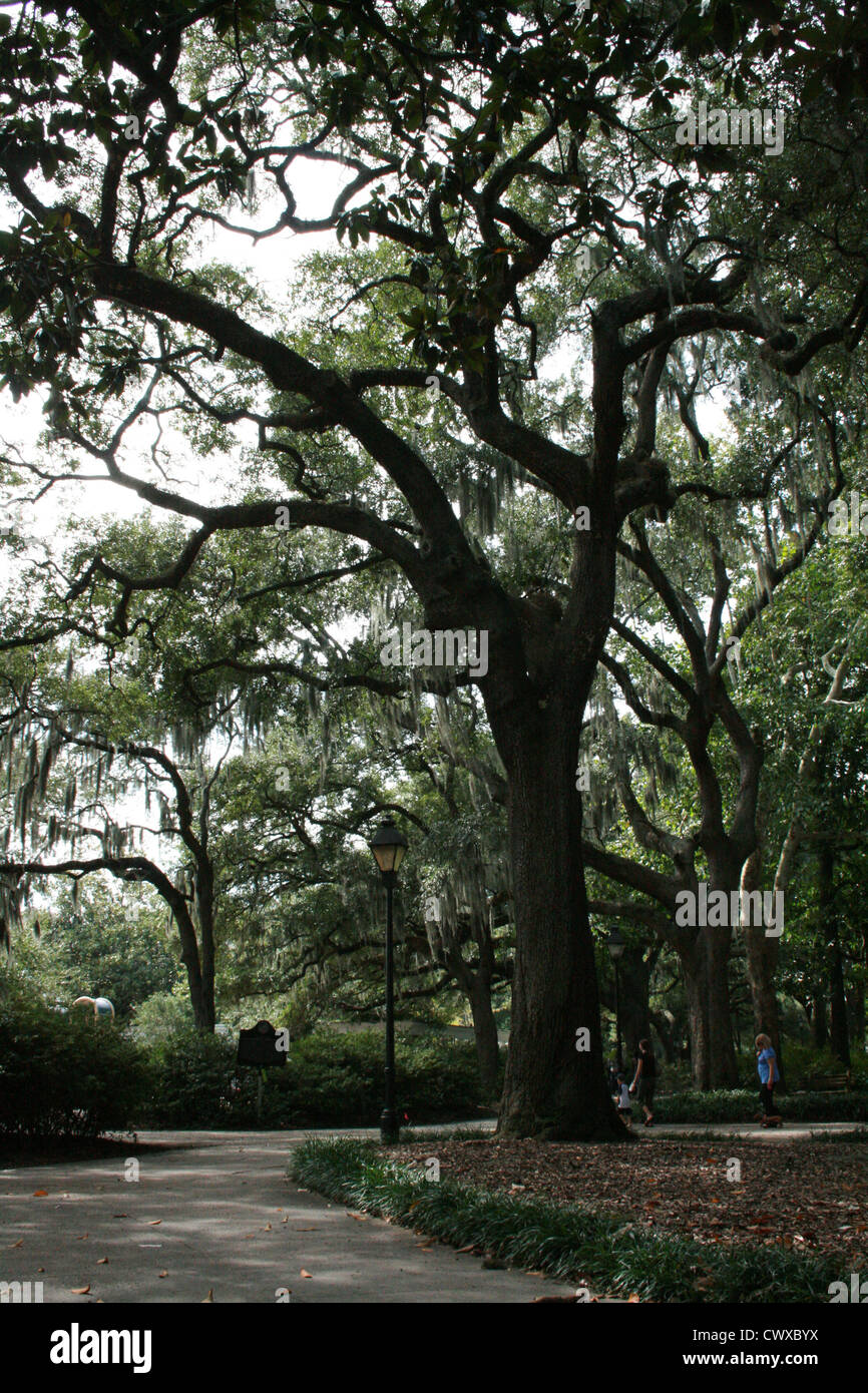 oak trees with moss savannah georgia Stock Photo