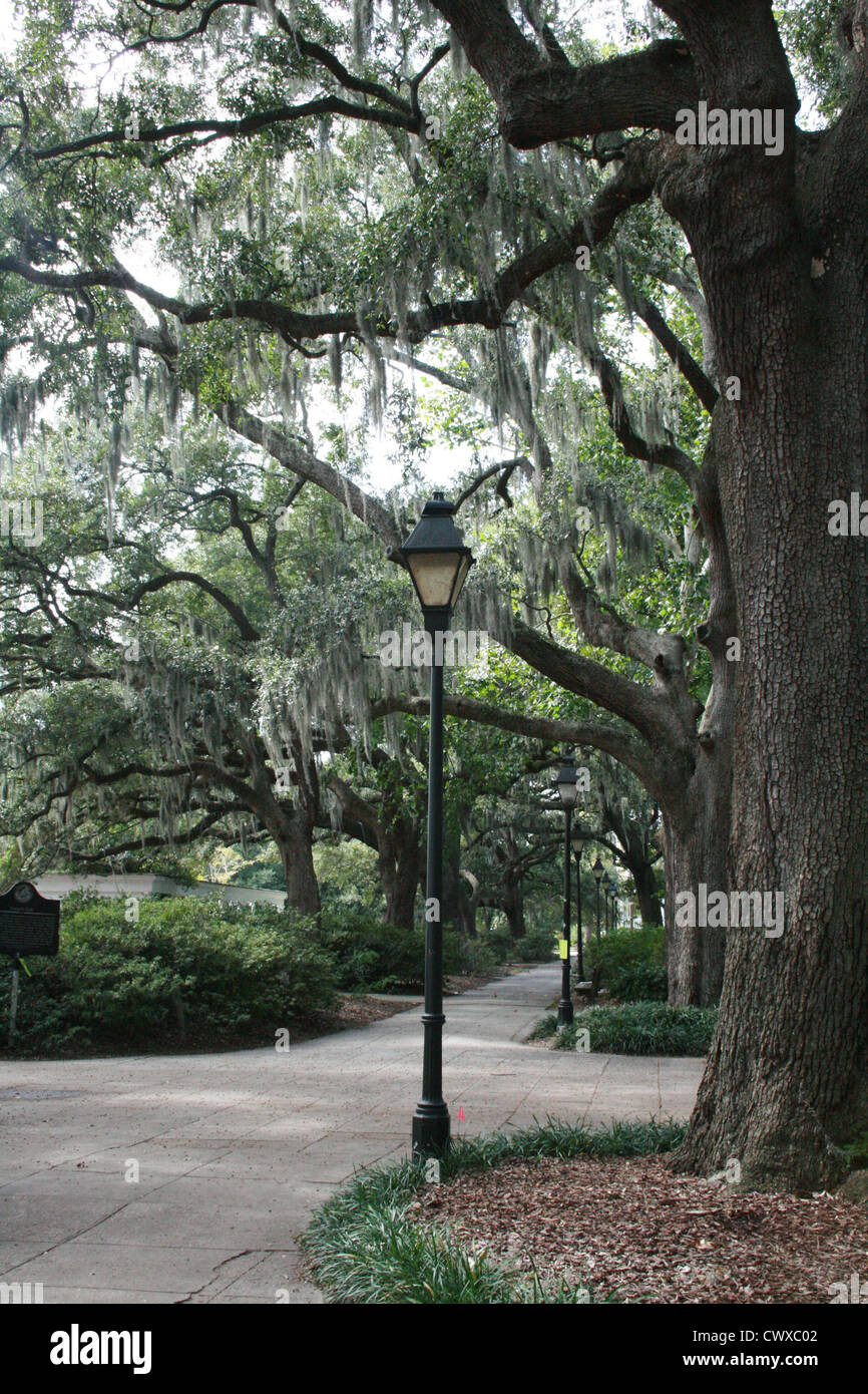 street light evening moss oak trees savannah Stock Photo Alamy