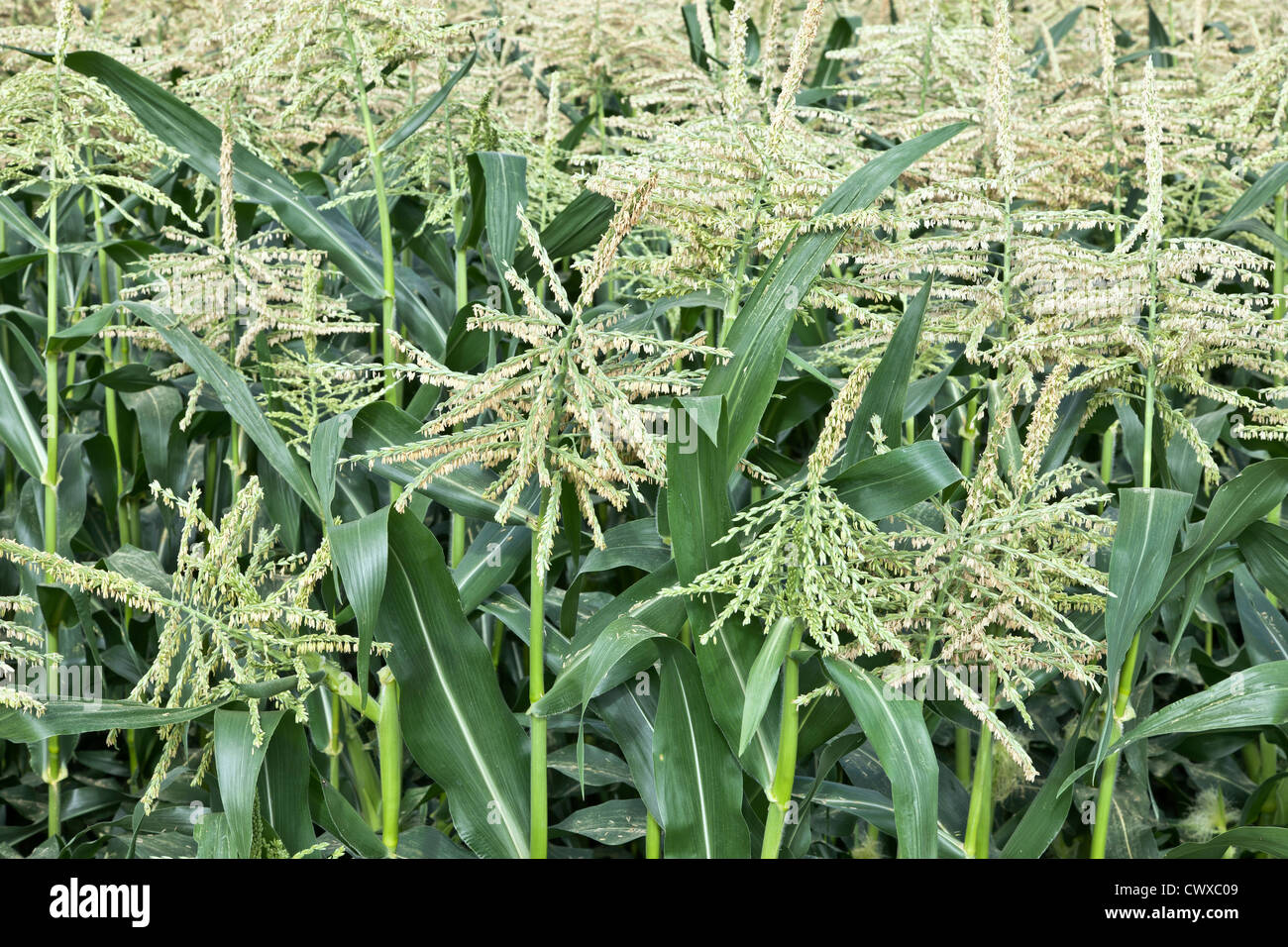 Corn pollen hires stock photography and images Alamy