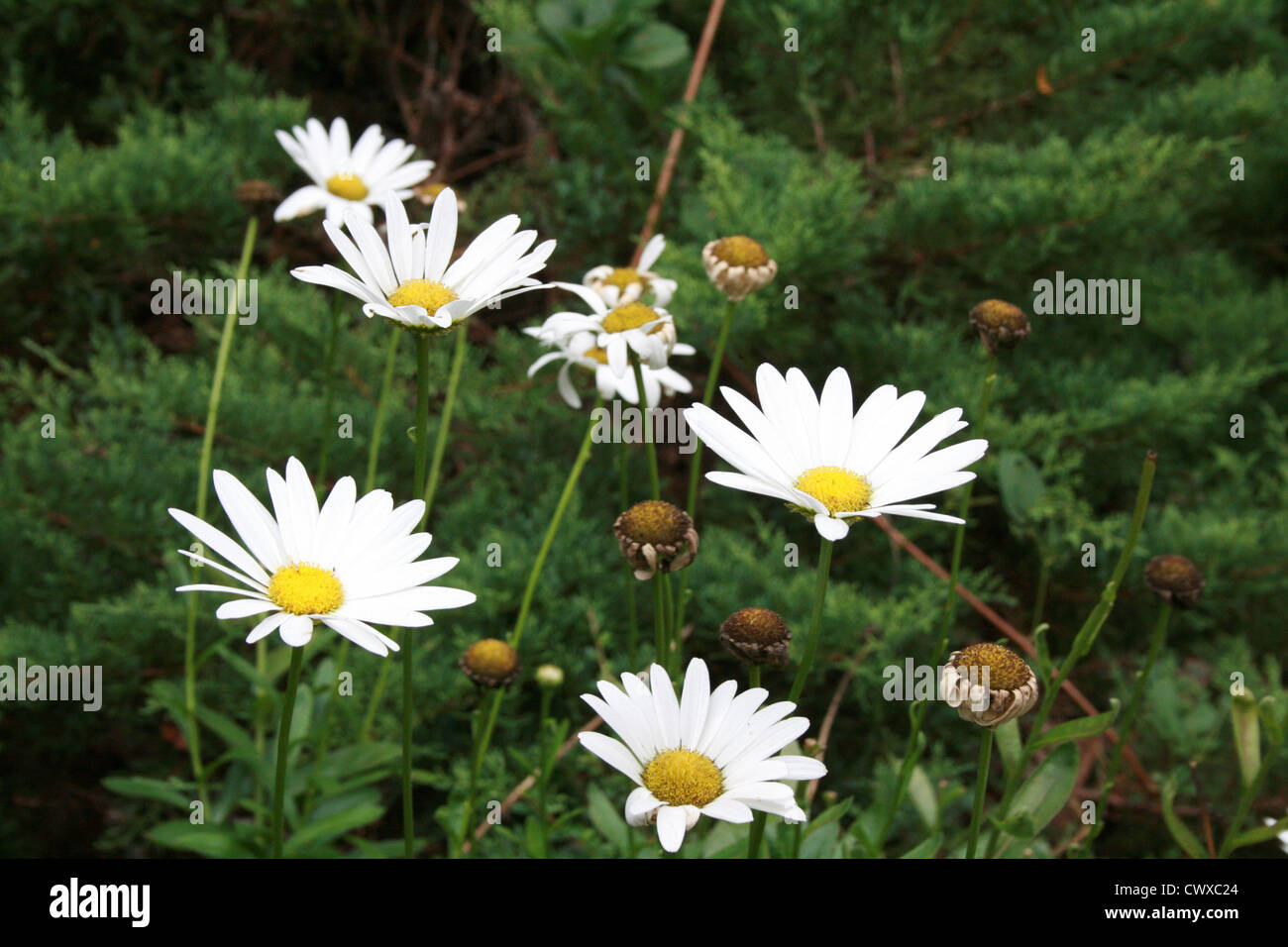 white flower pictures daisy small tiny wildflower pictures and photos Stock Photo