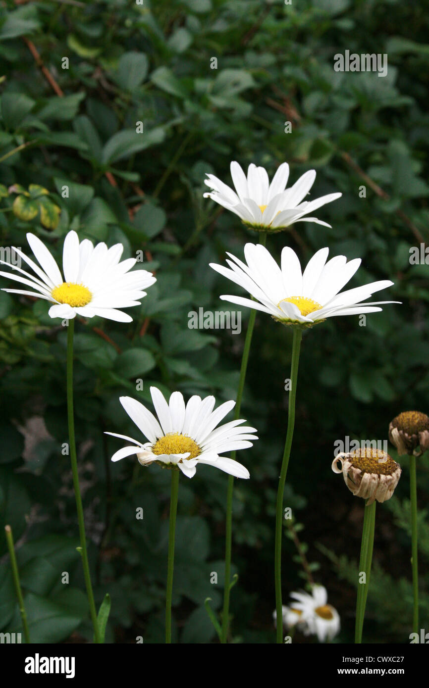 white flower pictures daisy small tiny wildflower pictures and photos Stock Photo