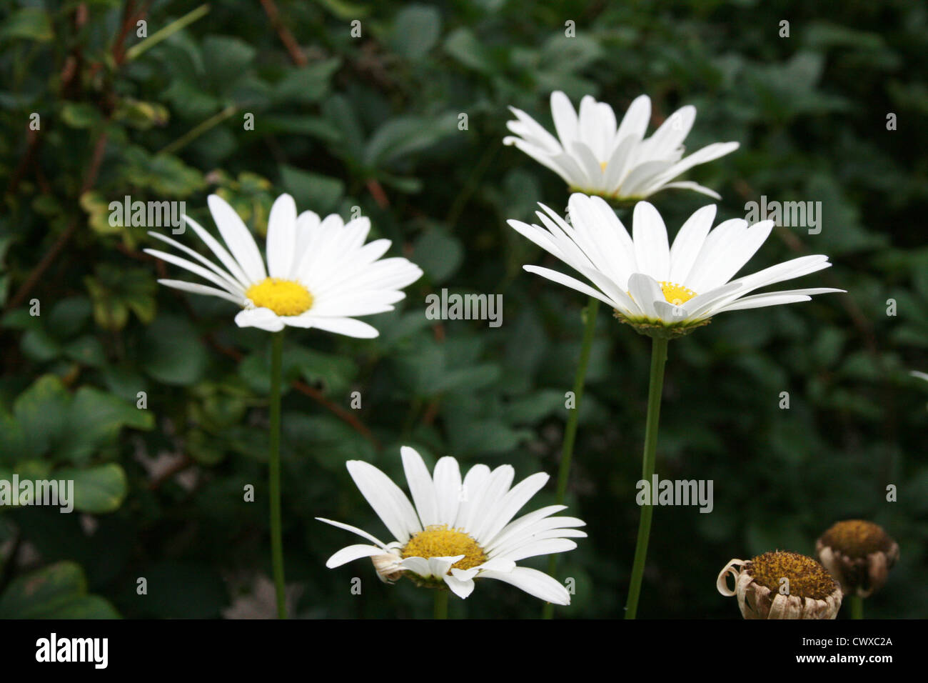white flower pictures daisy small tiny wildflower pictures and photos Stock Photo