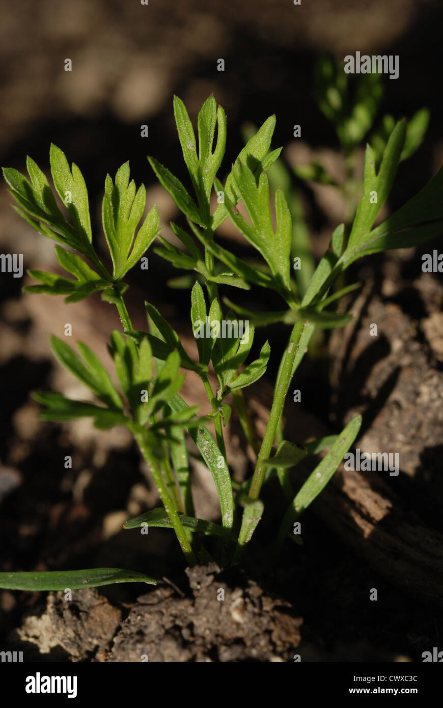 carrot sprouts growing in black dirt Stock Photo Alamy