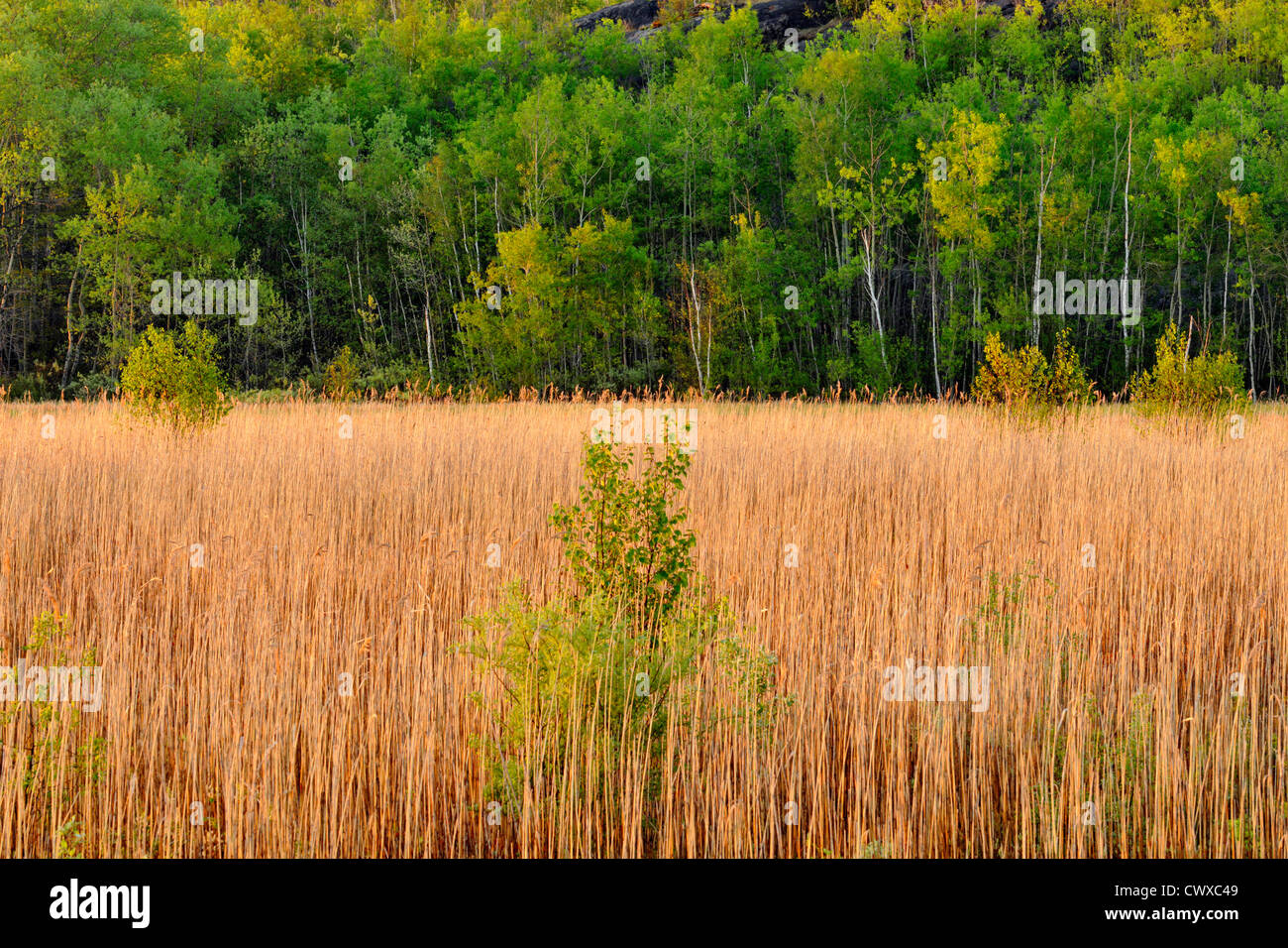 Robinsong Ontario Canada Reedbeds along shore of Robinson Lake, Greater Sudbury, Ontario, Canada