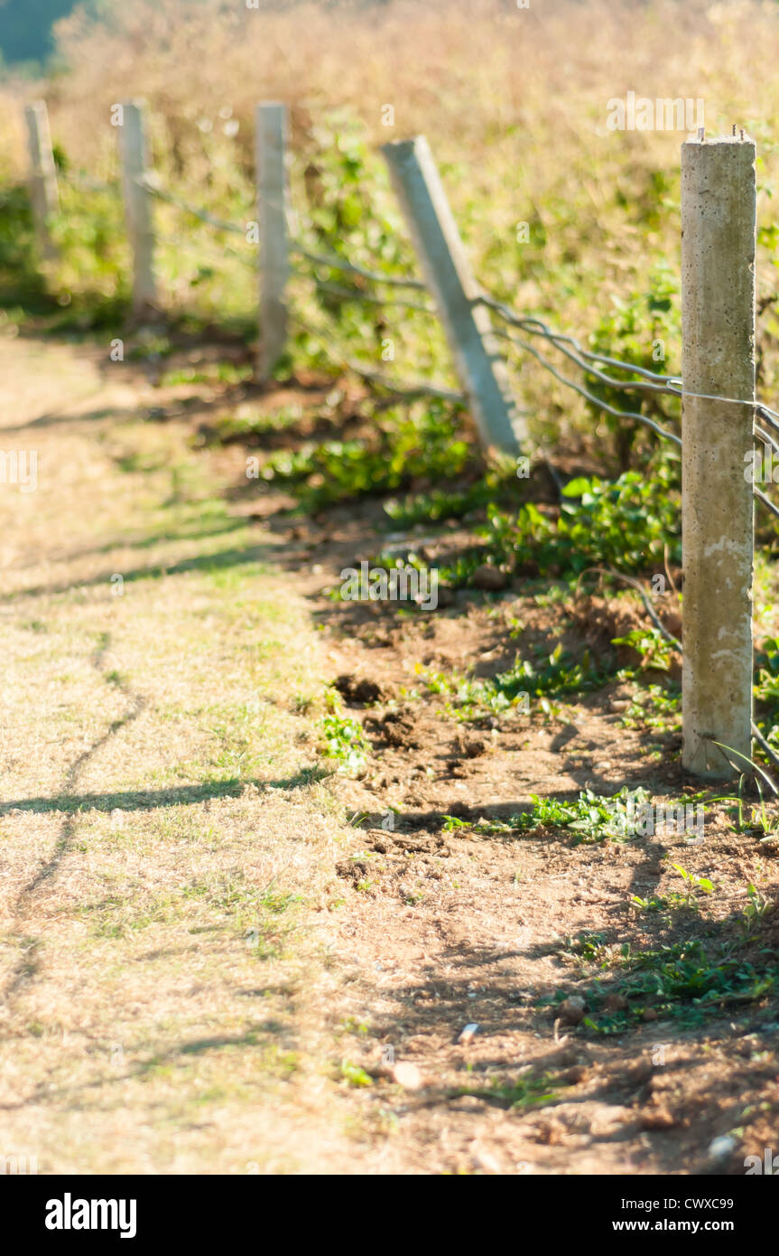 Barbed wire fence with grass in field Stock Photo - Alamy