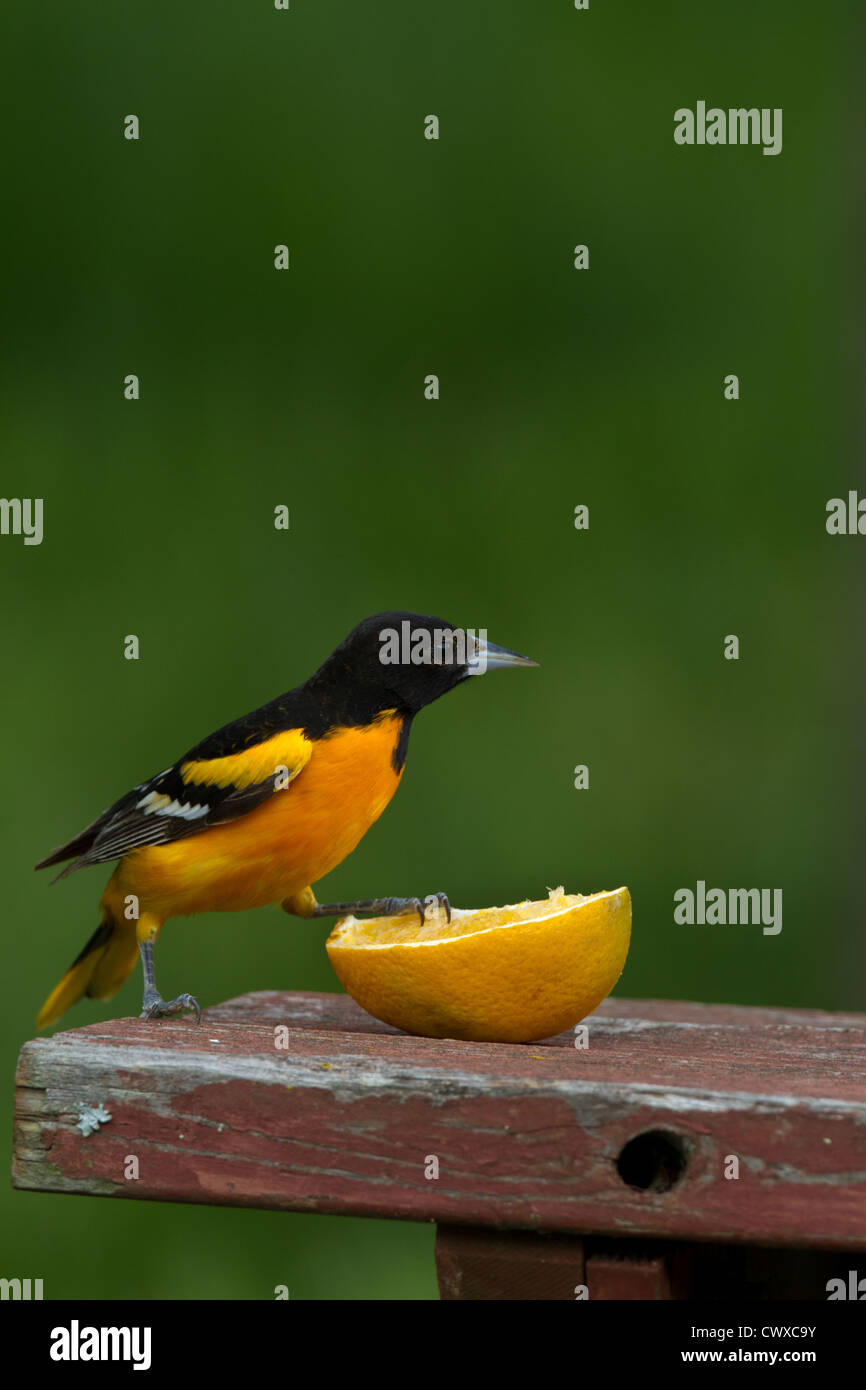 Male Baltimore oriole and orange Stock Photo Alamy