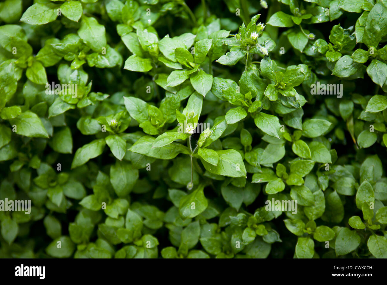 Common Chickweed: (Stellaria media): Can be used in sandwiches and salads - like alfalfa. Stock Photo